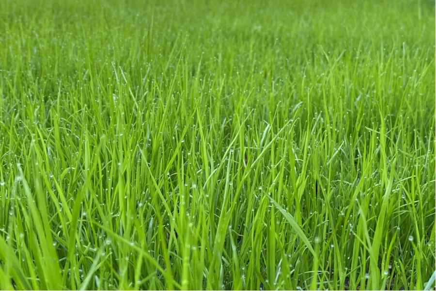 How To Look After New Grass - Mistakes To Avoid And Tips To Follow